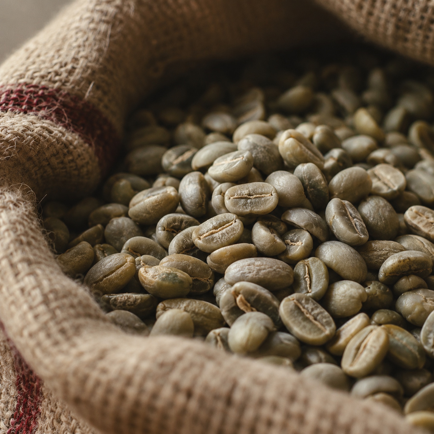 Green coffee beans in a burlap sack