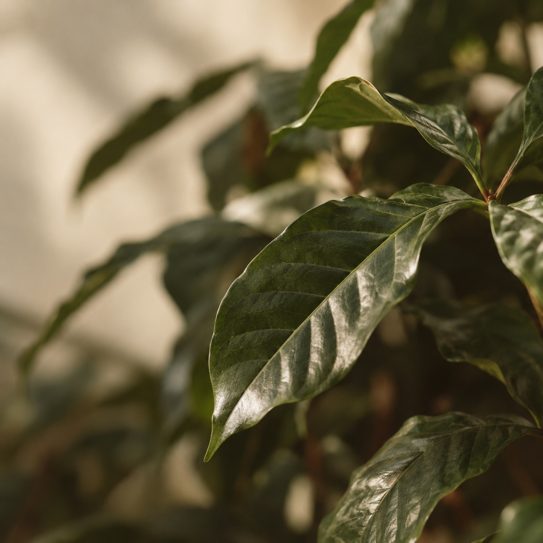 Coffee plant leaves